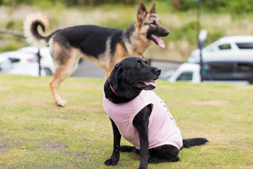 ウフフビレッジ ドッグラン